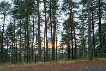 Obraz premium A beautiful view from the world's tallest longitudinal ridge towards the lake as the sun sets down. Pyynikinharju Tampere, Finland