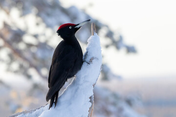 Large black bird, Black woodpecker, Dryocopus martius perched on a snowy tree trunk during winter