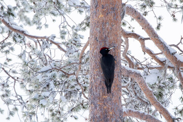 Large woodpecker, the black woodpecker, Dryocopus martius  on a pine trunk on a sunny winter day in Finnish nature