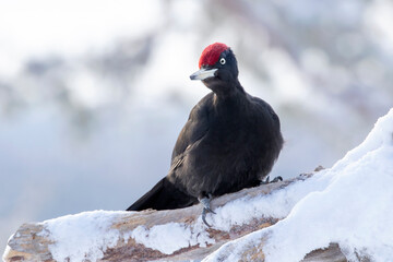 Black woodpecker, Dryocopus martius perched on a snowy tree trunk