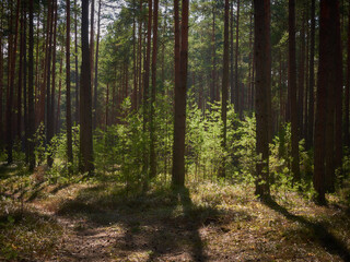 Morning sun in the pine forest