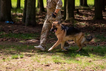 German Shepherd in training with a trainer.