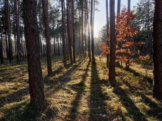 Morning sun in the pine forest