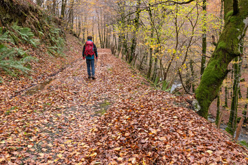 Fototapeta premium Hiker man walking through the forest in autumn