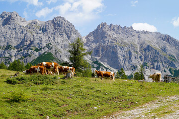 cows grazing on a sunny summer day in the alpine valley by the foot of Dachstein mountain in the Schladming-Dachstein region of the Austrian Alps (Steiermark or Styria, Austria)