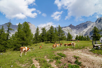 cows grazing on a sunny summer day in the alpine valley by the foot of Dachstein mountain in the...