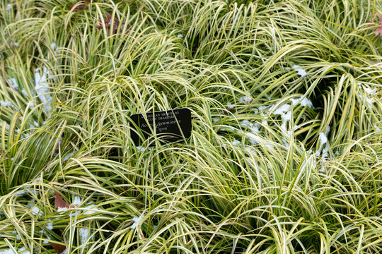 acorus gramineus east asian botanical plant species.