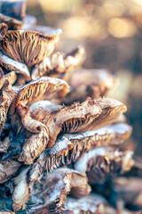 Autumn wood mushrooms detail background 2