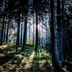 Obraz premium Sunlight shining through the forest