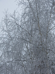 winter panorama: frozen trees ring in the wind with icy branches in the cold