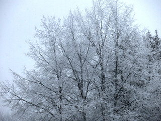 winter panorama: frozen trees ring in the wind with icy branches in the cold