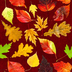 Seamless pattern of real multi-colored autumn leaves of various trees on a red velvet background