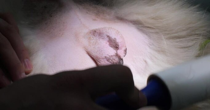 The veterinarian removes hair from the dog's scrotum before castration. Shaved scrotum of a dog close-up. Video with humor. The concept of humor in veterinary medicine.