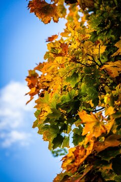 Vertical shot of autumn colored leaves of a tree against a blue sky