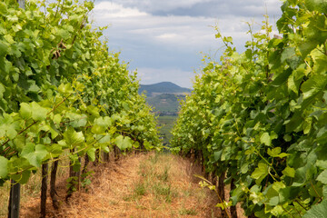 Fototapeta na wymiar Vineyards in the French countryside to produce wine in the Alsace area, with villages in the background of the vineyards