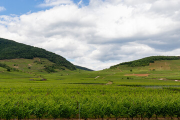 Vineyards in the French countryside to produce wine in the Alsace area, with villages in the...