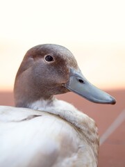Duck