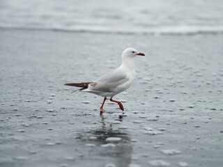 Seagull on the beach