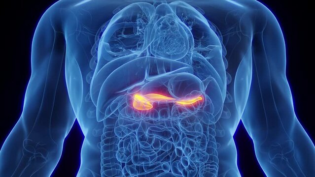 3D Rendered Animation of a human male's pancreas