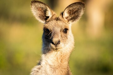 Kangaroo in Brisbane, Australia on a sunny day © Jay Young/Wirestock Creators