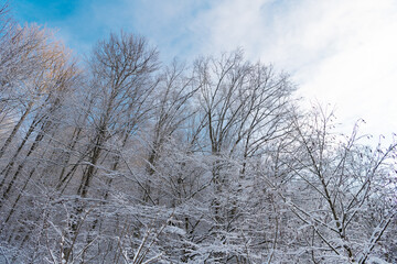 Rime on treetops in winter forest on cloudy sky