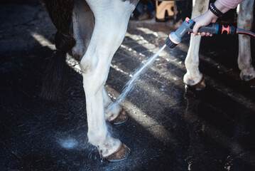Pferdebeine werden mit Wasser abgespritzt