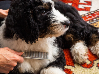 Combing dog (bernedoodle puppy).