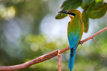 Blue-tailed Bee-eater or Merops philippinus perches on tree branch