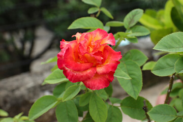 Closeup of a beautiful red rose flower bloom in the garden