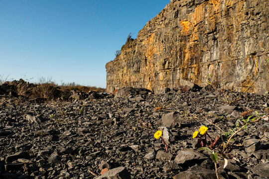 Yellow Wild Flowers Grow In An Stone Quarry. Warm Sunny Day. Growth In Unusual Place And Hard Conditions Concept. Survival In Nature Theme.