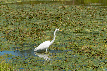 Great Egret Fishing On The Local Pond In Summer
