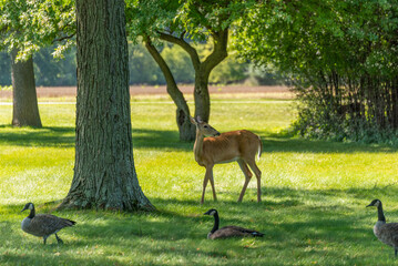 Urban White-tailed Doe Deer On The Grass In Summer