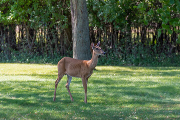 Urban White-tailed Doe Deer On The Grass In Summer
