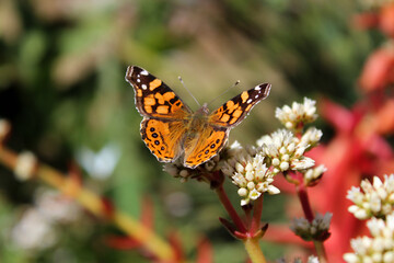 Mariposa con fondo desenfocado. 