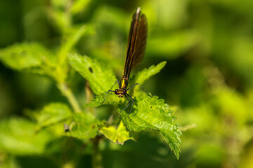 Damsel fly perched on a leaf.