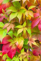 Fall Season Foliage Wall / Decorative background of colorful autumn leaves climbing plant