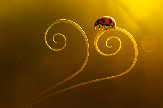 Close-up of a Ladybug on a spiral leaf, Indonesia