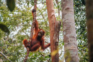 Portrait of young Bornean Orangutan or Pongo pygmaeus