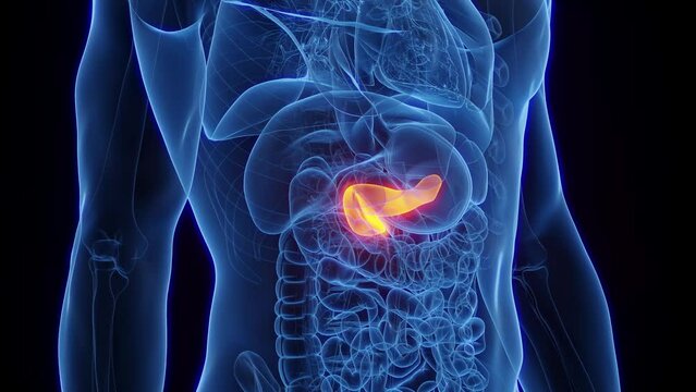 3D Rendered Animation of a healthy man's pancreas.