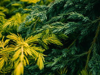 Green and yellow foliage