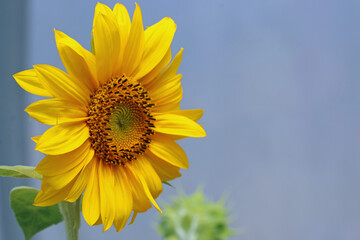 Yellow sunflower flower in close up in a polytunnel