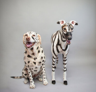 Portrait of a labrador retriever dog painted to look like a cheetah and a greyhound dog painted to look like a zebra