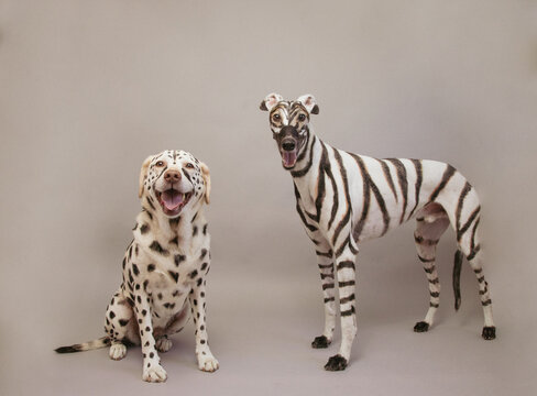Portrait of a labrador retriever dog painted to look like a cheetah and a greyhound dog painted to look like a zebra
