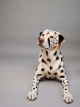 Portrait of a labrador retriever dog painted to look like a cheetah