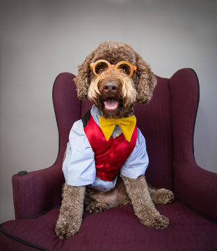 Aussiedoodle sitting on a chair dressed in a shirt, bow tie and glasses