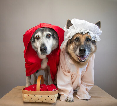 German Shepherd and husky dressed as little red riding hood and a wolf