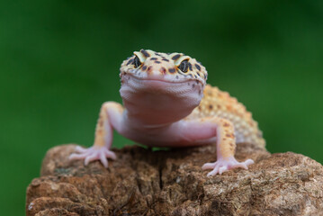 A cute yellow leopard gecko posing on a chunk of wood with bokeh background 