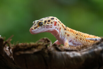 A cute yellow leopard gecko posing on a chunk of wood with bokeh background 