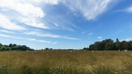 Obraz premium Miles long megalithic stones alignment on green meadow in Carnac, Brittany, France