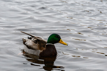 A wild mallard swimming on a winter river. A beautiful drake in ice drops makes a turn on the water, close-up.